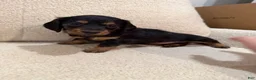 Miniature Dachshund dogs for sale: Miniature Dachshund 1 - Ad 7