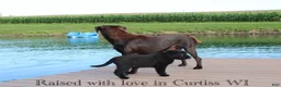 Labrador Retriever dogs for sale: Alex - Ad 6