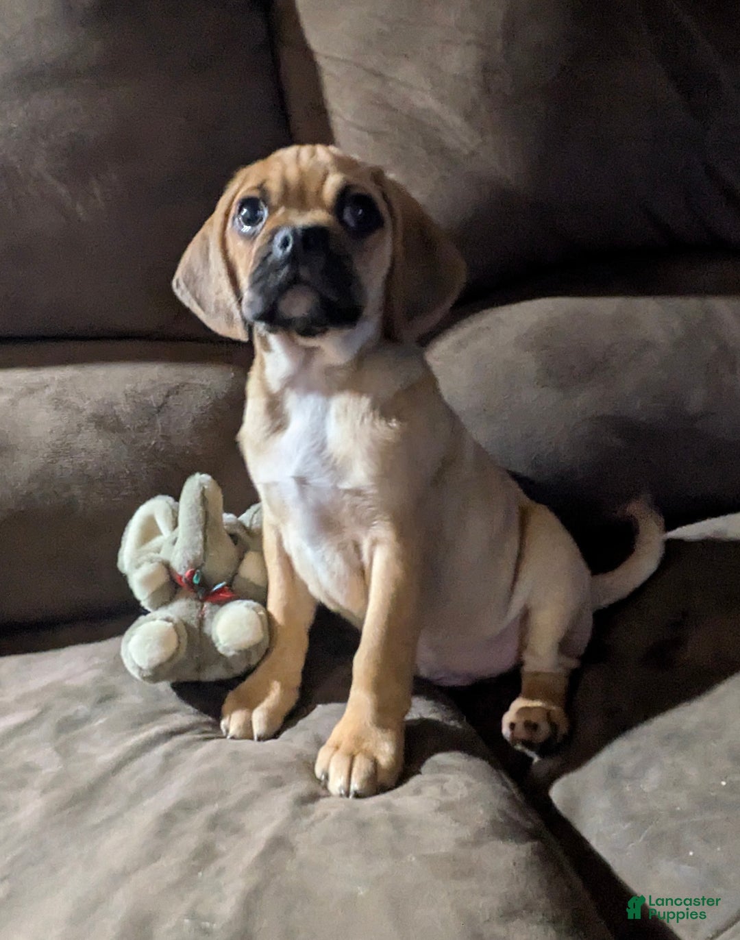 Puggle dogs for sale: Brent - Ad 10