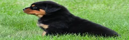Rottweiler dogs for sale: don - Ad 7