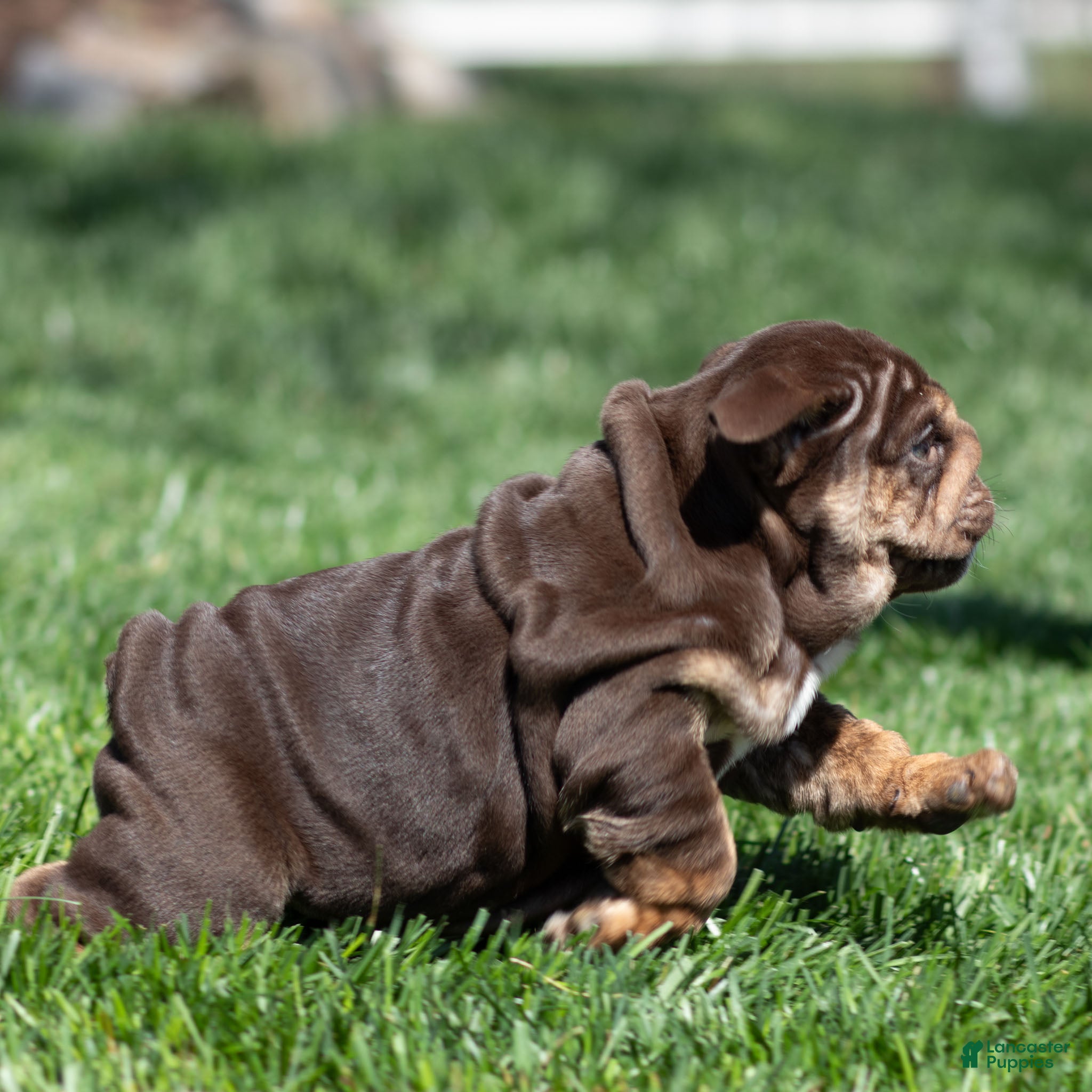 English Bulldog dogs Chanel Cocoa English Bulldog Puppy  - Ad 2
