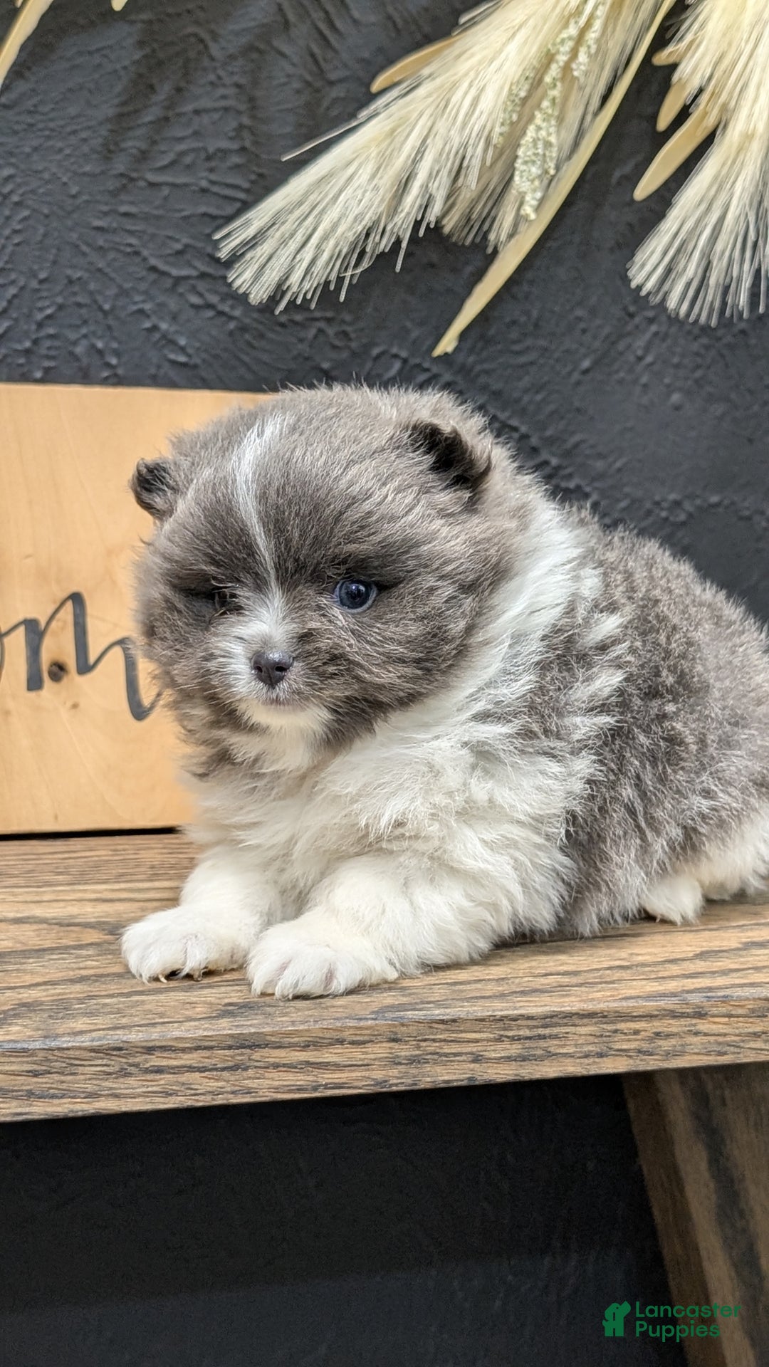 Pomeranian dogs for sale: Yoda - Ad 11