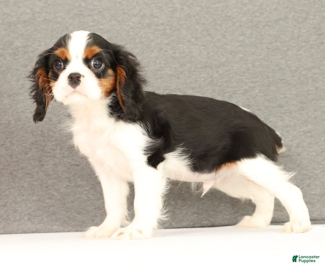 Cavalier King Charles Spaniel dogs for sale: Emerson - Ad 2