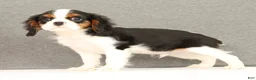 Cavalier King Charles Spaniel dogs for sale: Emerson - Ad 4