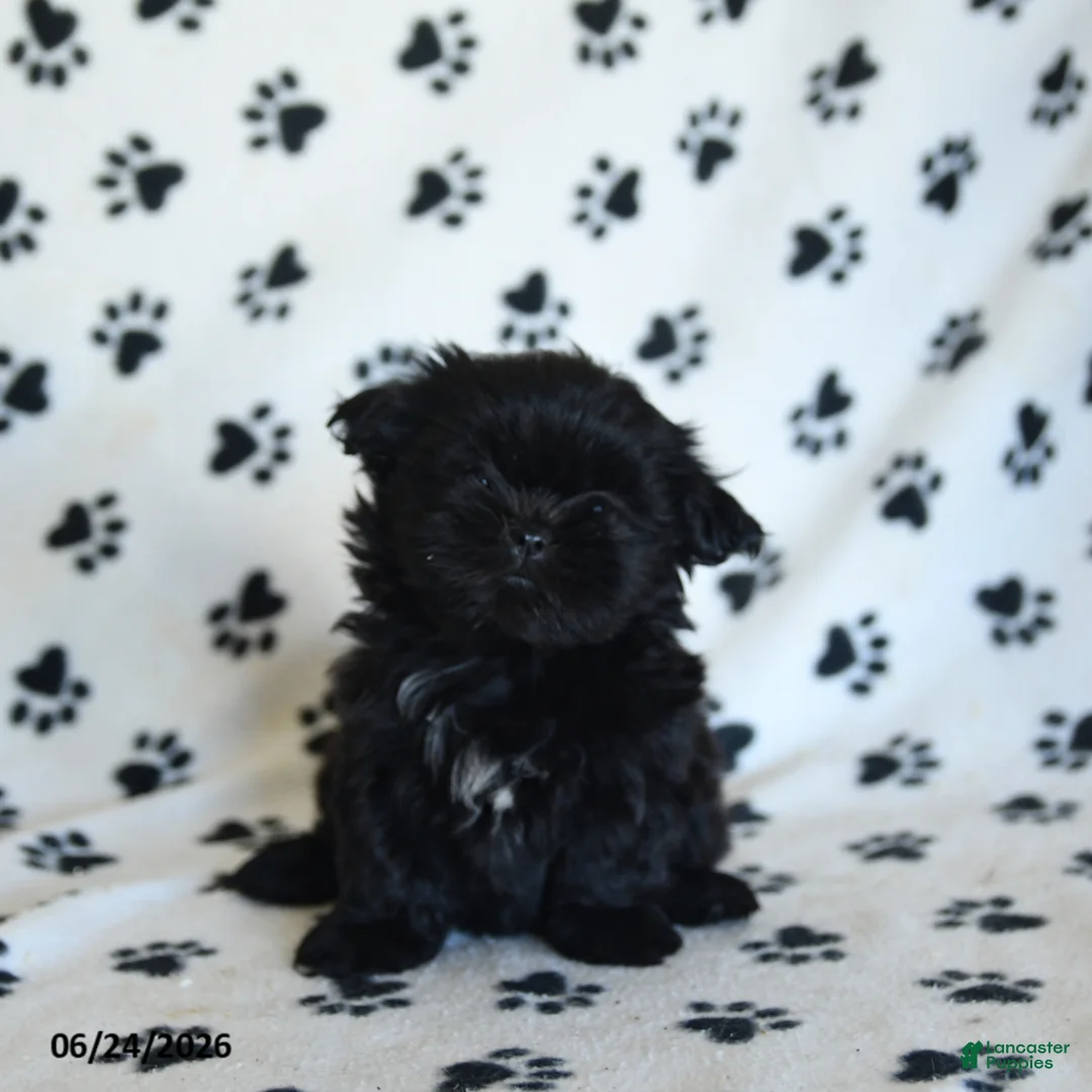 Shih Tzu dogs for sale: Kruz - Ad 1
