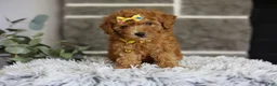 Toy Poodle dogs for sale: Amara  - Ad 15