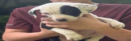 Mixed Breed dogs for sale: Lucky - Ad 9
