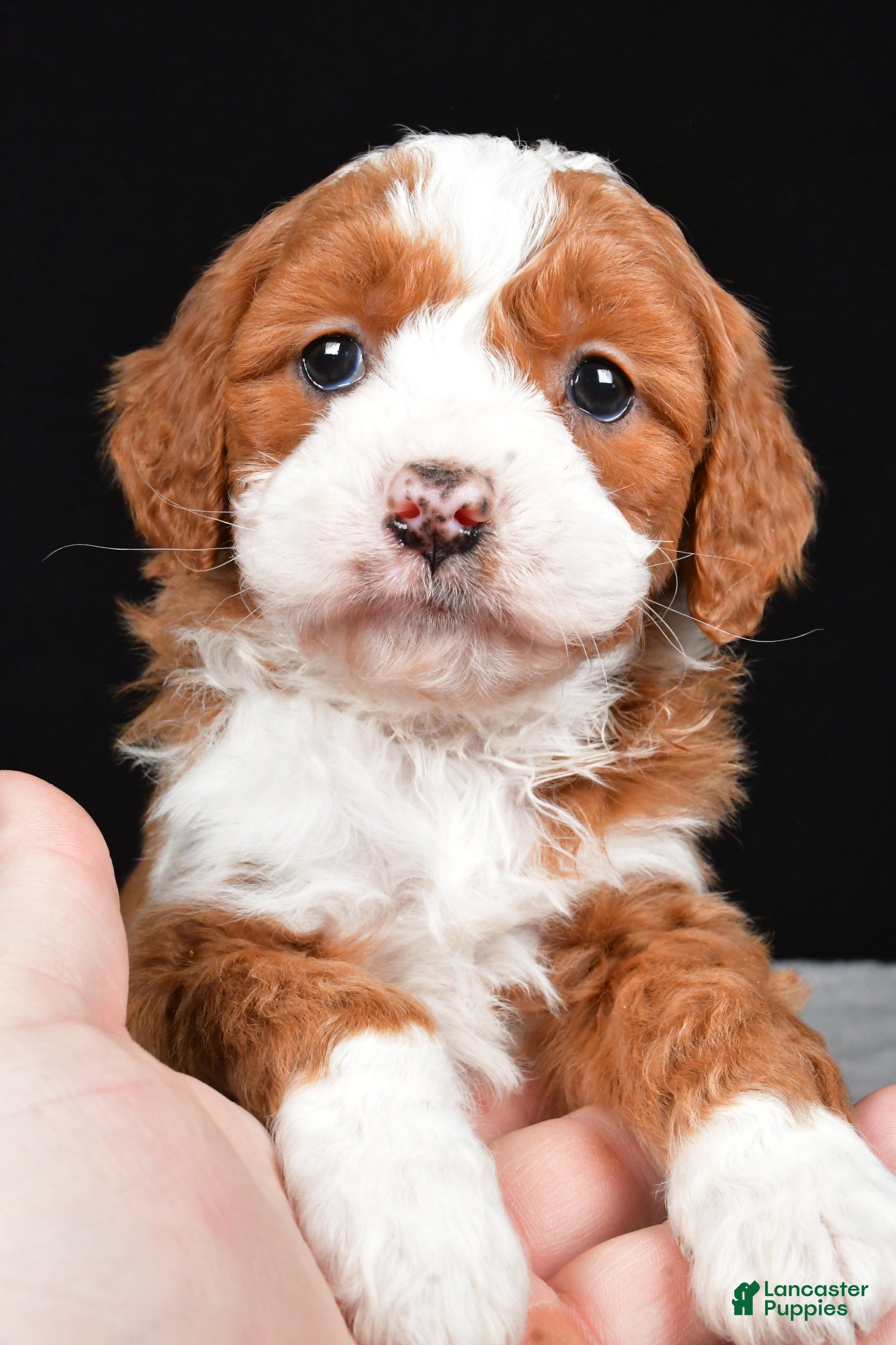 Mini Goldendoodle dogs Bentley - Ad 2