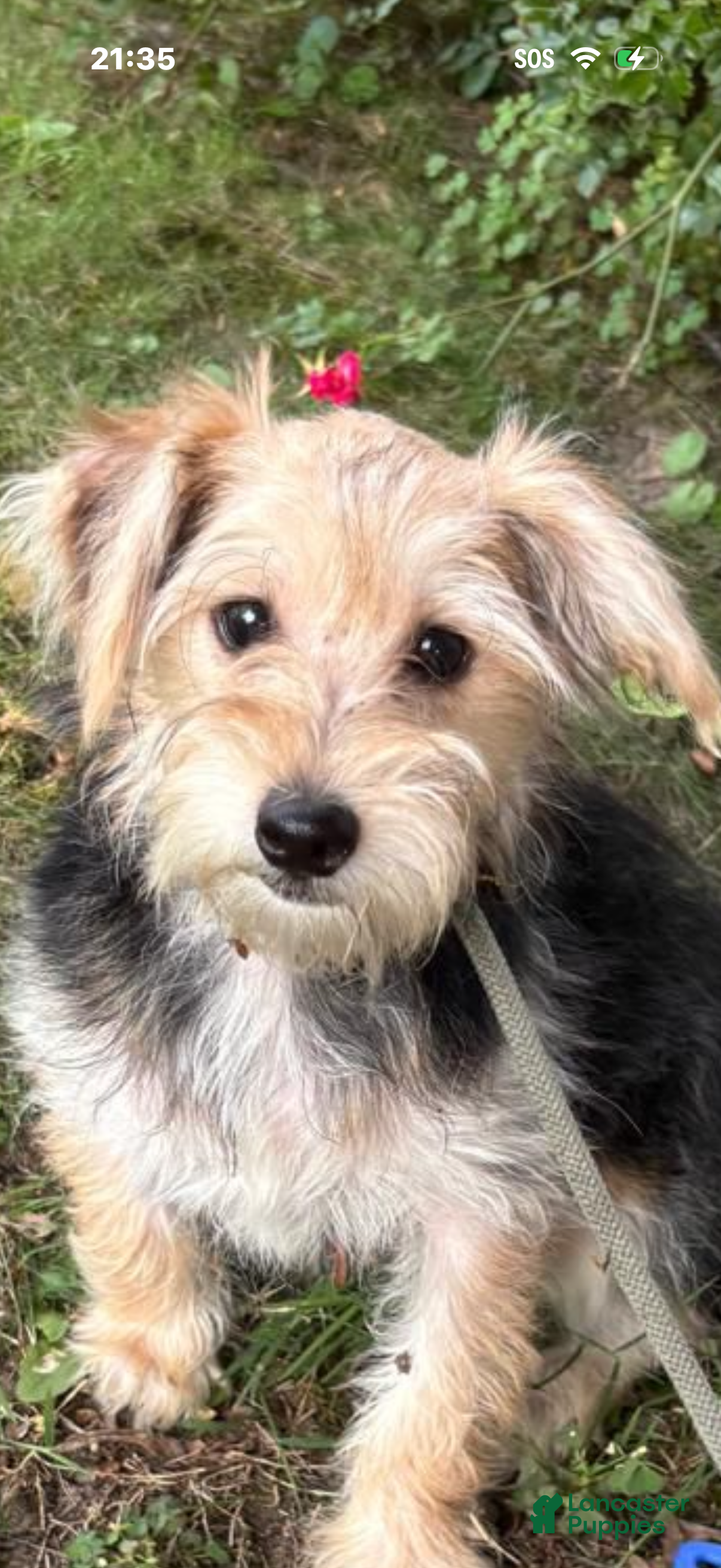 Morkie dogs Maggie - Ad 29