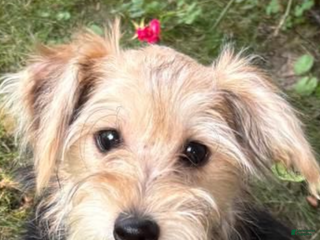 Morkie dogs Maggie - Ad 29