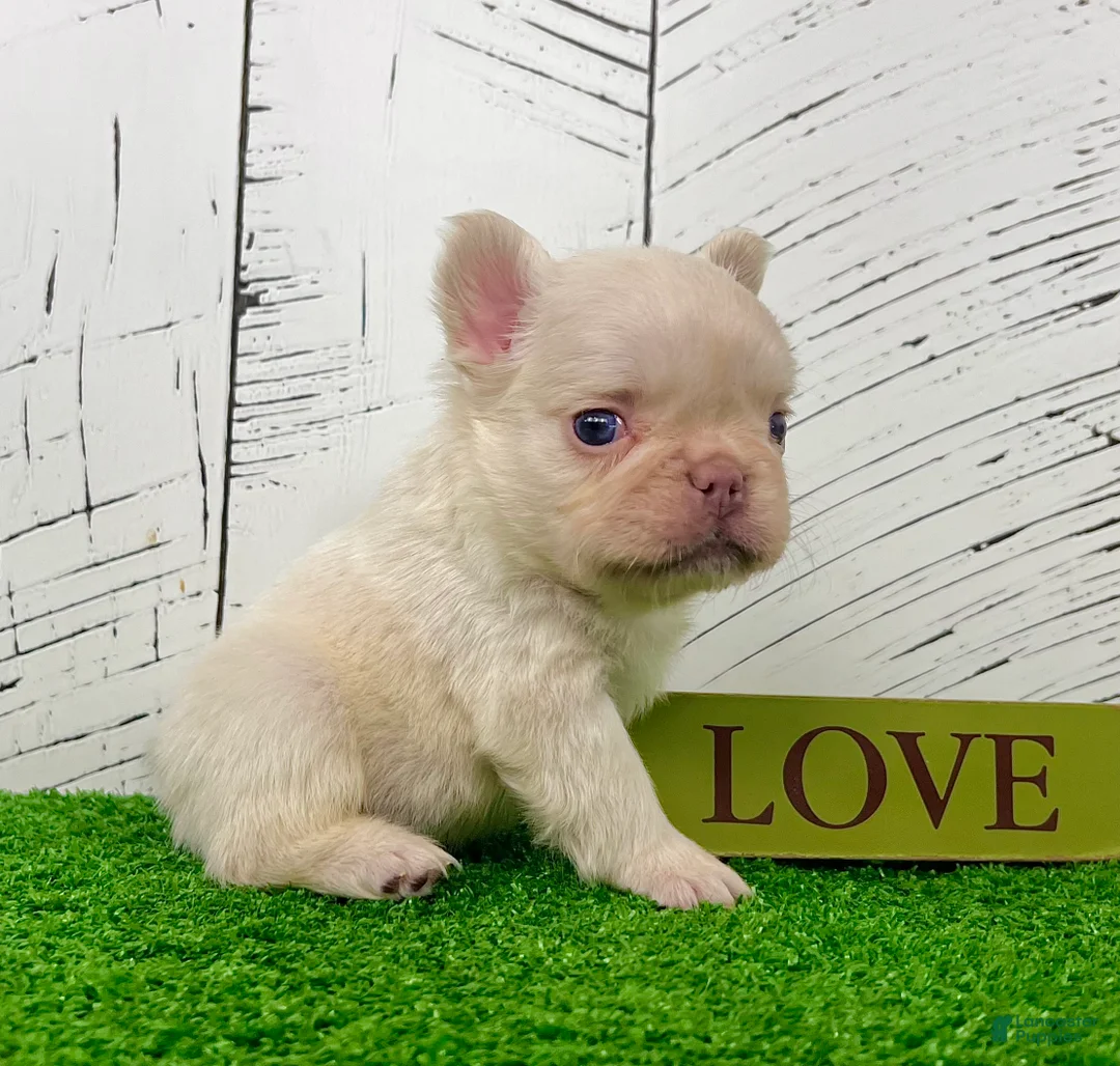 French Bulldog dogs for sale: Loki - Ad 4