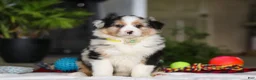 Australian Shepherd dogs for sale: Dreamer - Ad 5