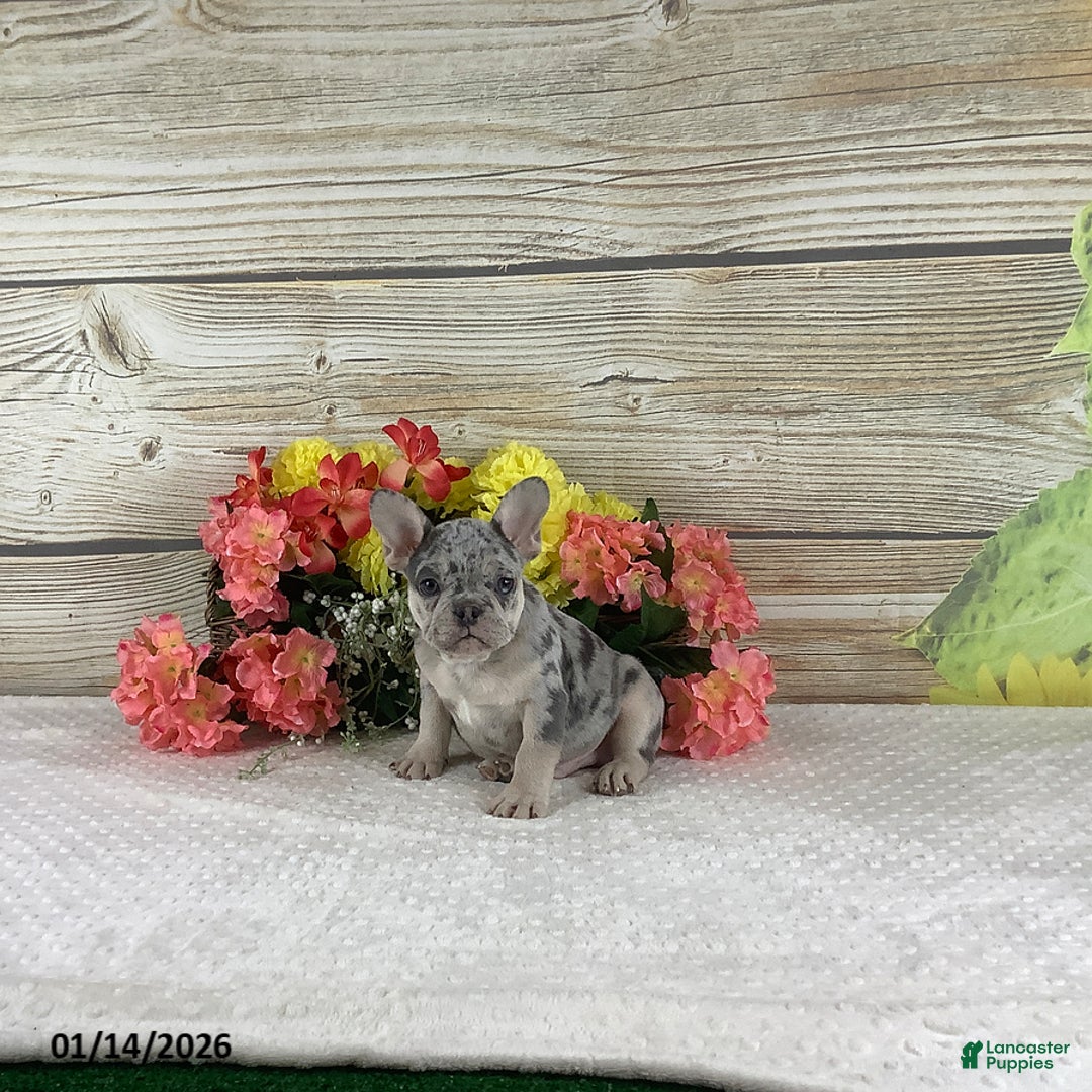 French Bulldog dogs for sale: Justin - Ad 3