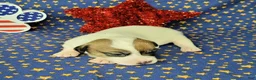 Jack Russell Terrier dogs for sale: Pax CKC male Delivery Available  - Ad 5