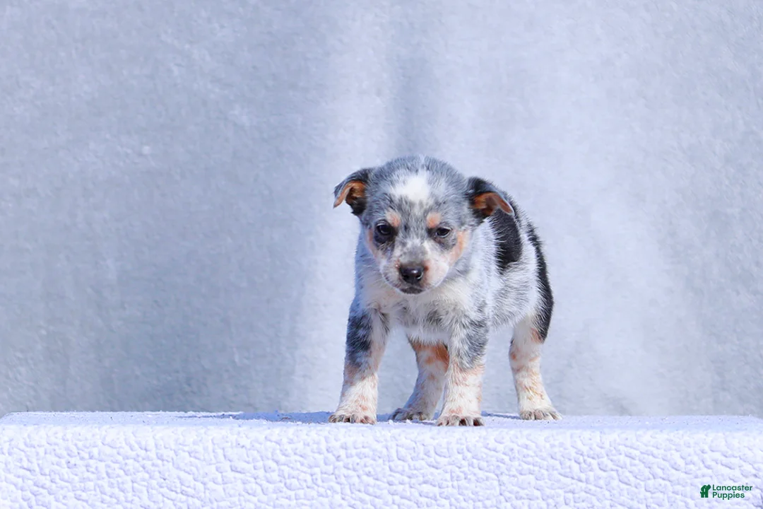 Australian Cattle Dog dogs for sale: Teeny - Ad 3