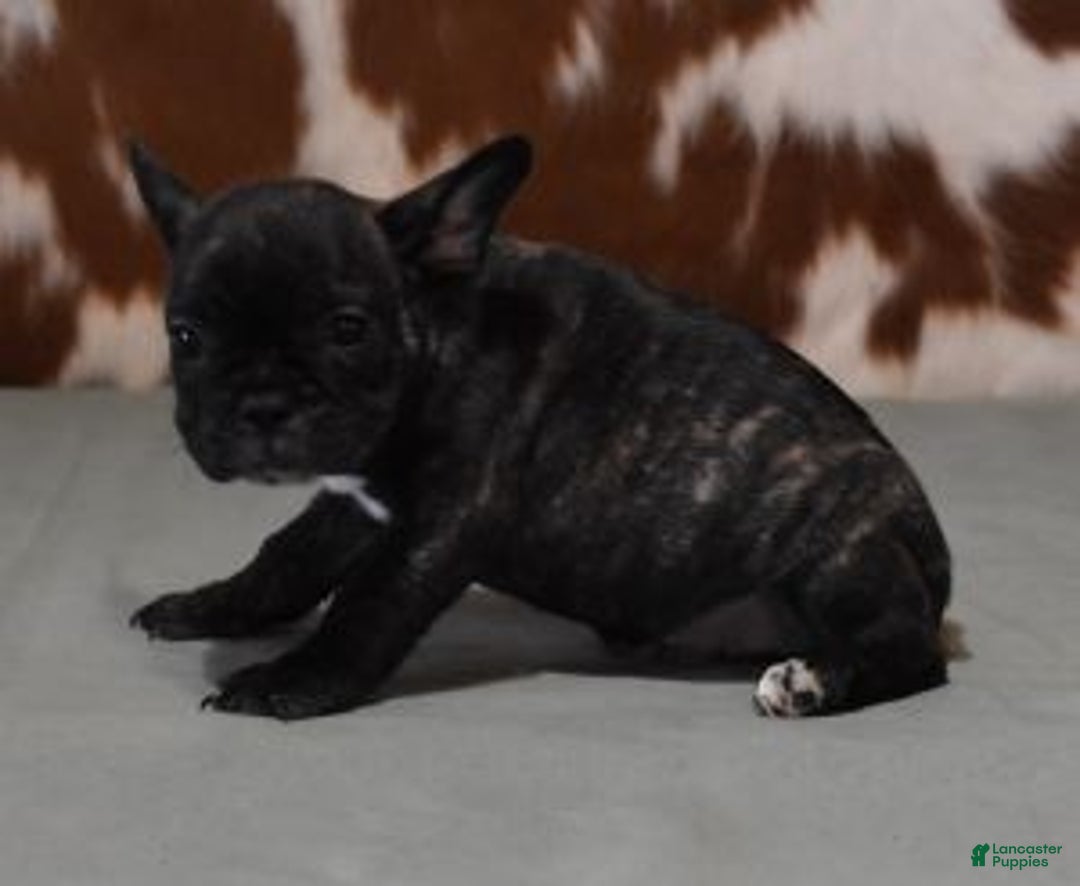 French Bulldog dogs for sale: CASH, BRINDLE MALE - Ad 3