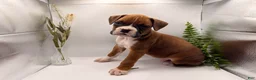 Boxer dogs for sale: Clint  - Ad 5