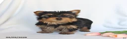 Yorkshire Terrier dogs for sale: Peanut  - Ad 2