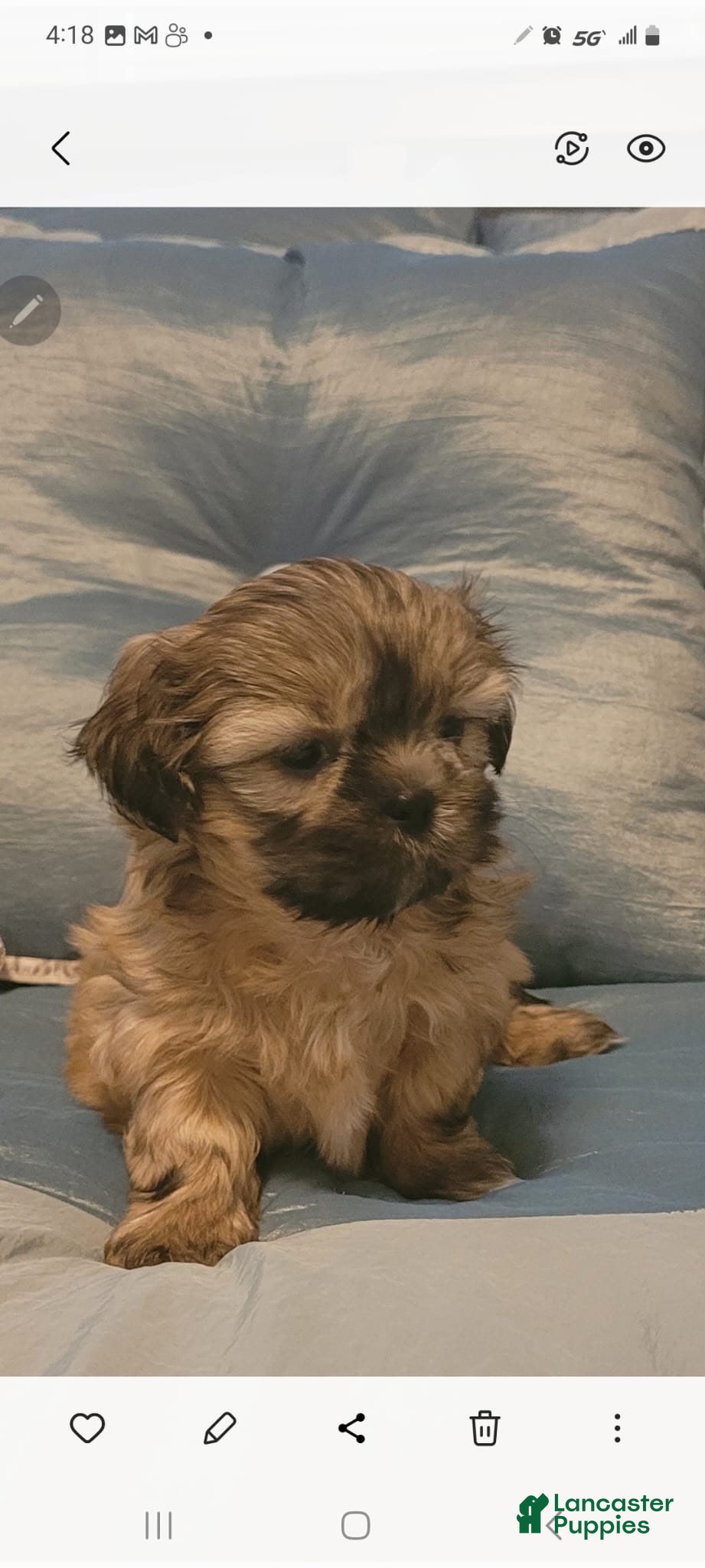 Mixed Breed dogs Mixed Breed 2 - Ad 1