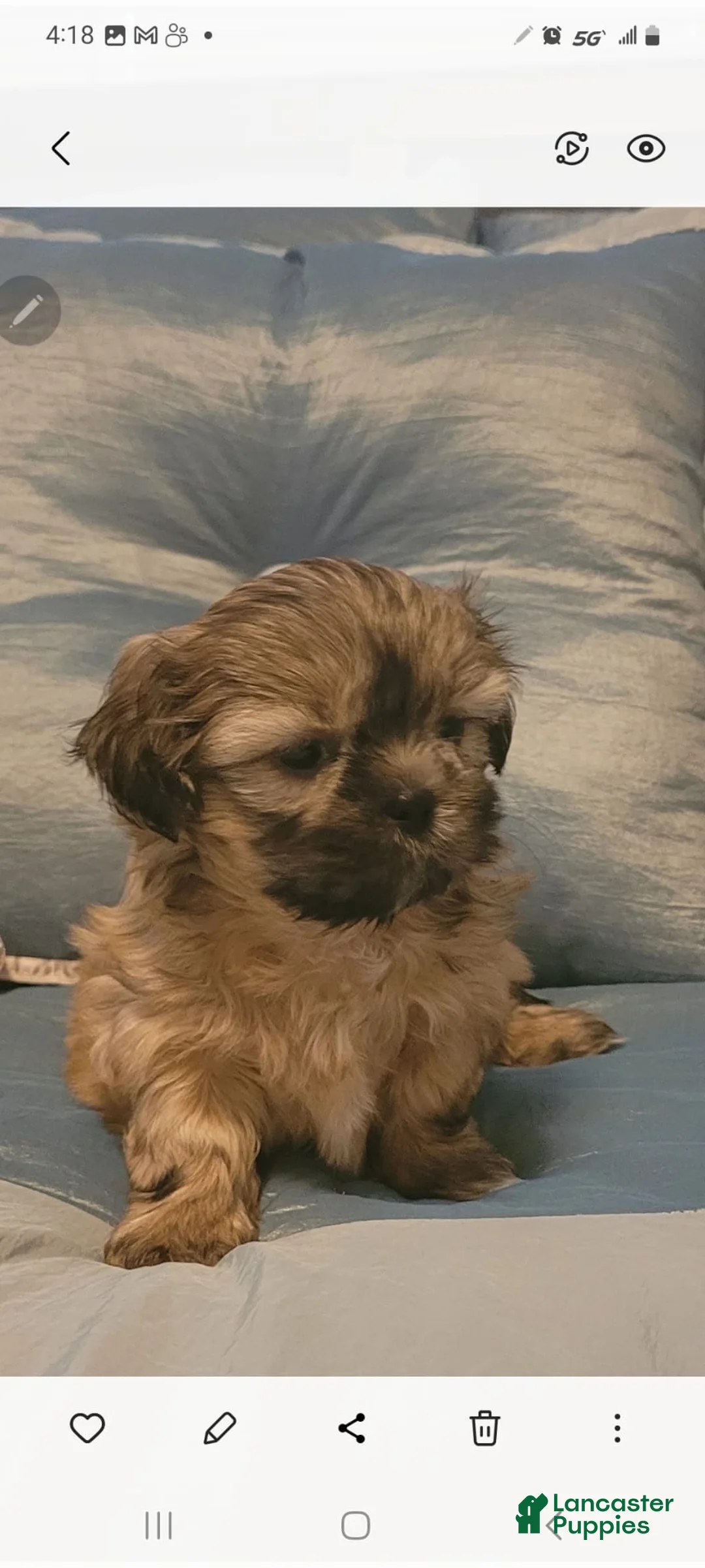 Mixed Breed dogs for sale: Mixed Breed 2 - Ad 1
