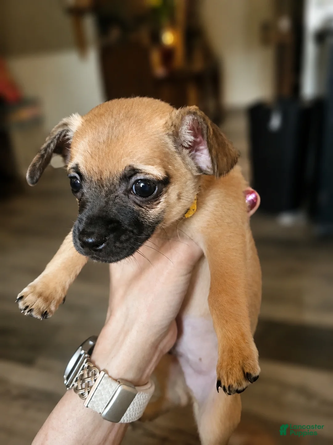 Chihuahua dogs for sale: Boy 2 - Ad 1
