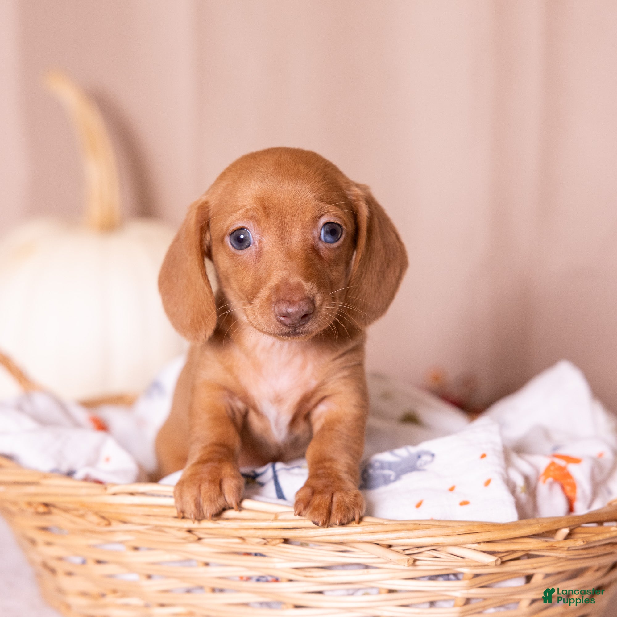 Miniature Dachshund dogs Rosie - Ad 1