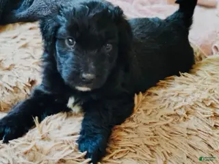 Aussiedoodle dogs Tiny - Ad 32