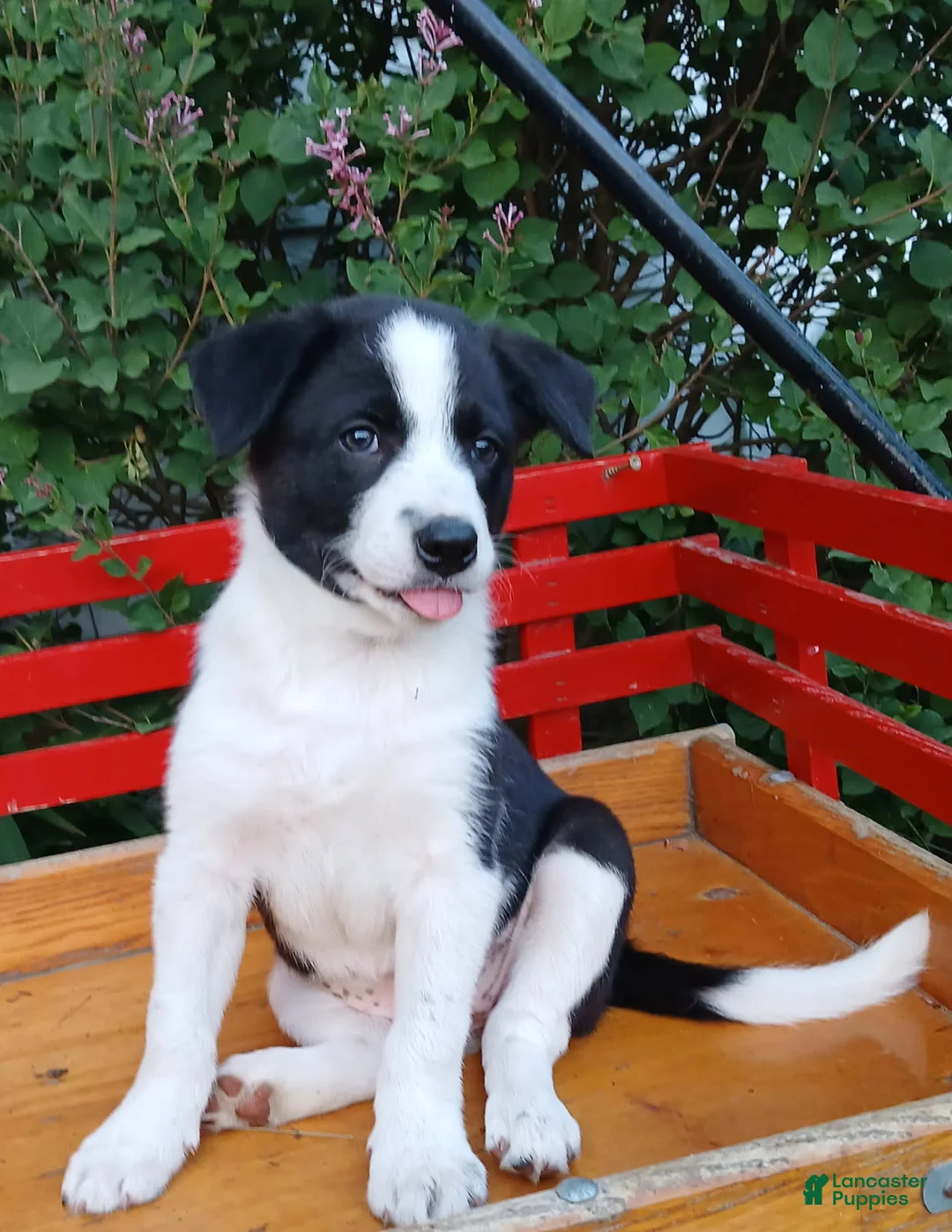 Border Collie dogs for sale: Queen - Ad 5