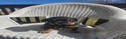 Rottweiler dogs for sale: Purple  - Ad 2