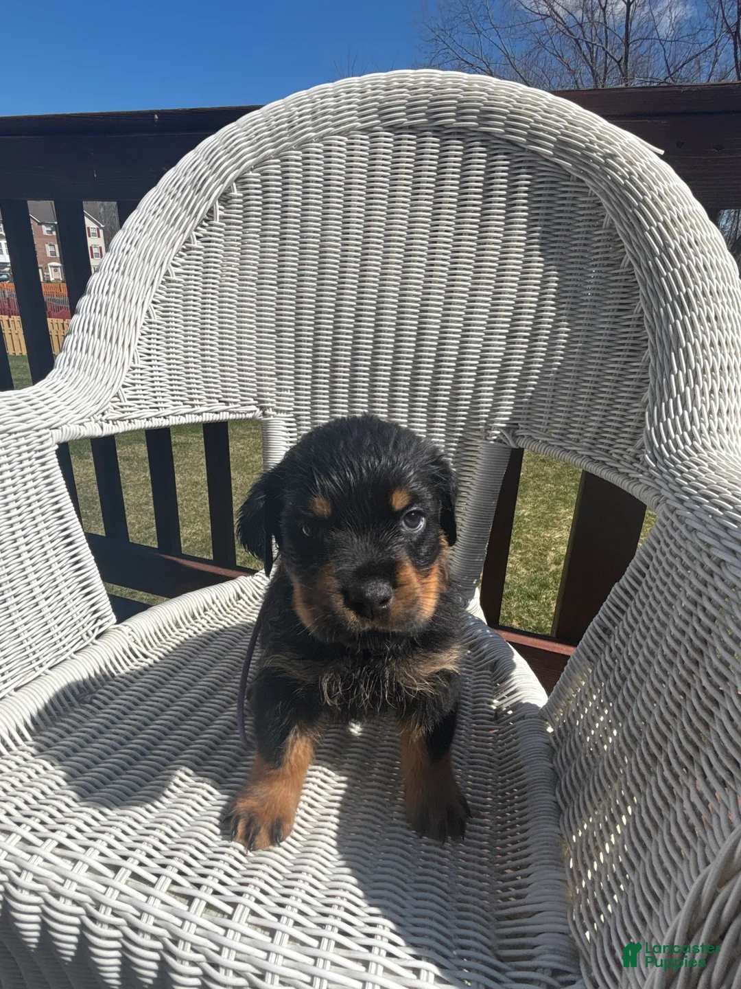 Rottweiler dogs for sale: Purple  - Ad 2