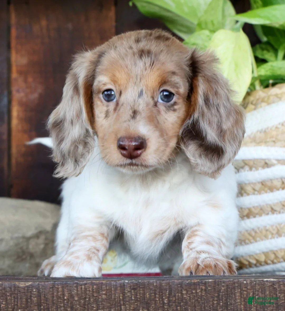 Miniature Dachshund dogs for sale: Skye - Ad 1