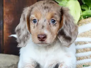 Miniature Dachshund dogs for sale: Skye - Ad 3