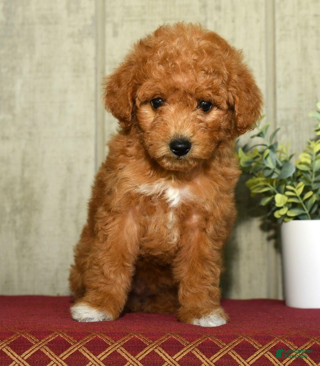 Mini Goldendoodle dogs for sale: Lindsey - Ad 5