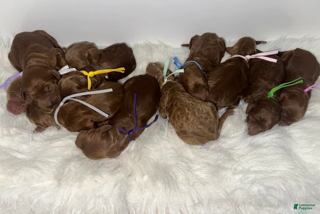 Goldendoodle dogs for sale: Girl 3 - Ad 4