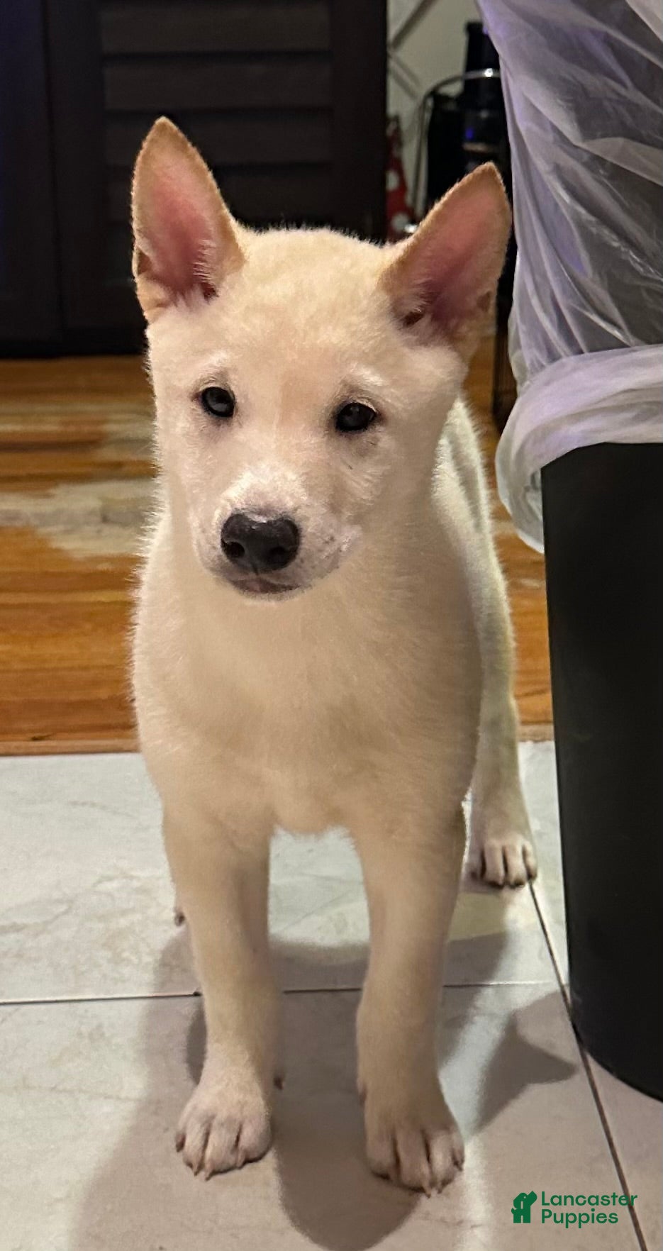 Shiba Inu dogs Sparky - Ad 1