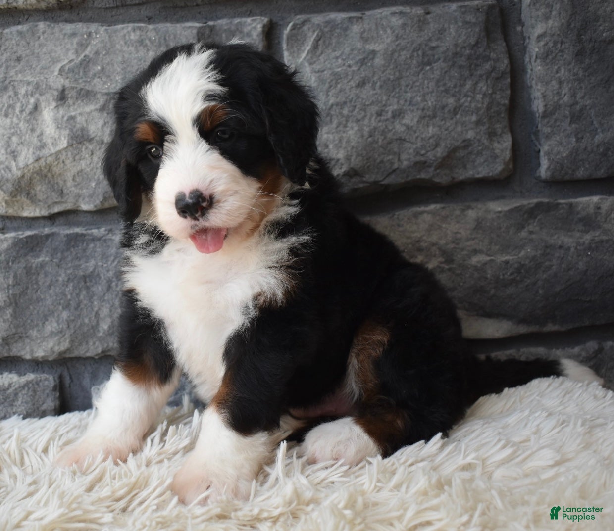 Mini Bernedoodle dogs Chief  - Ad 2
