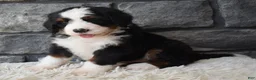 Mini Bernedoodle dogs for sale: Chief  - Ad 2