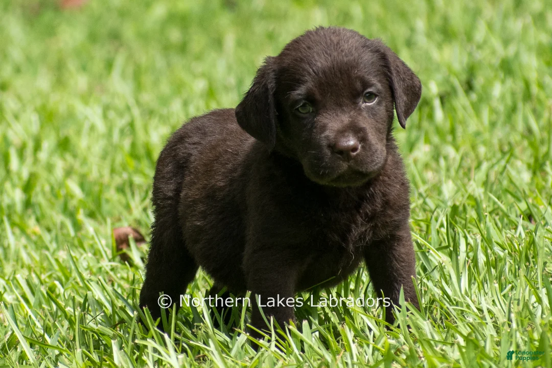 Labrador Retriever dogs for sale: Eric - Ad 2