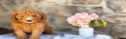 Goldendoodle dogs for sale: Milkshake - Ad 7