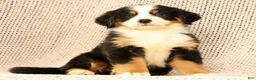 Bernese Mountain Dog dogs for sale: Chase - Ad 7