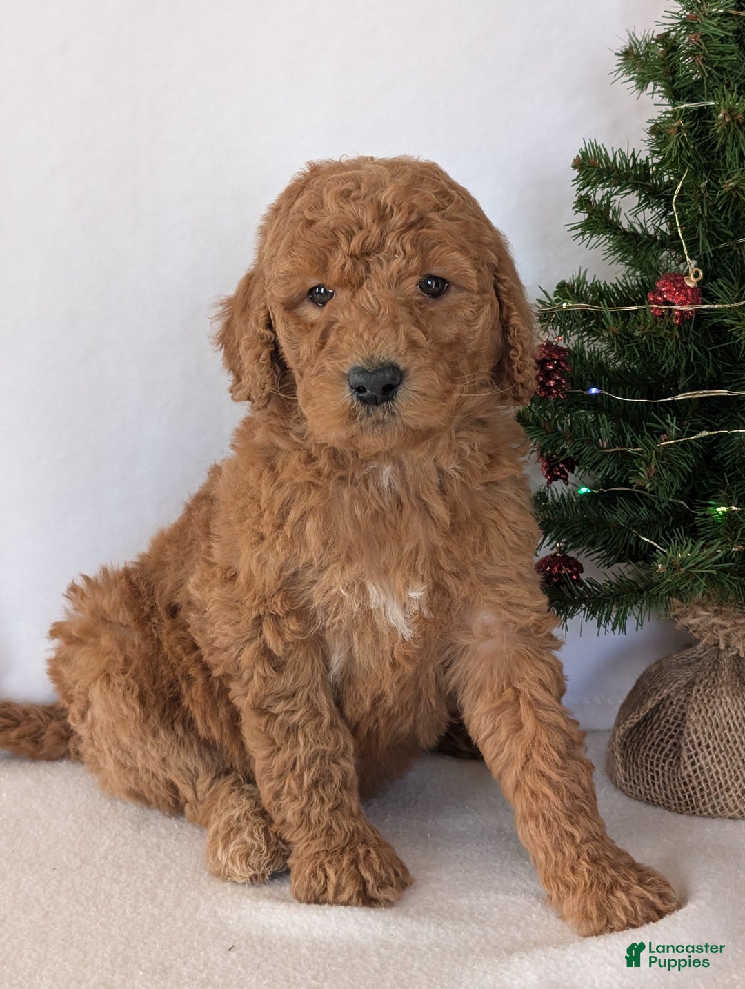 Goldendoodle dogs for sale: Miss Daisy  - Ad 1