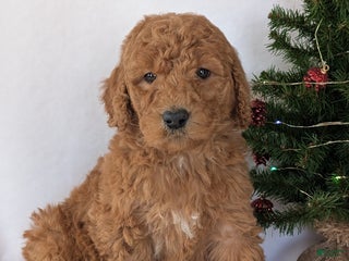 Goldendoodle dogs Miss Daisy - Ad 25