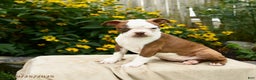 Boston Terrier dogs for sale: Marshmallow - Ad 2