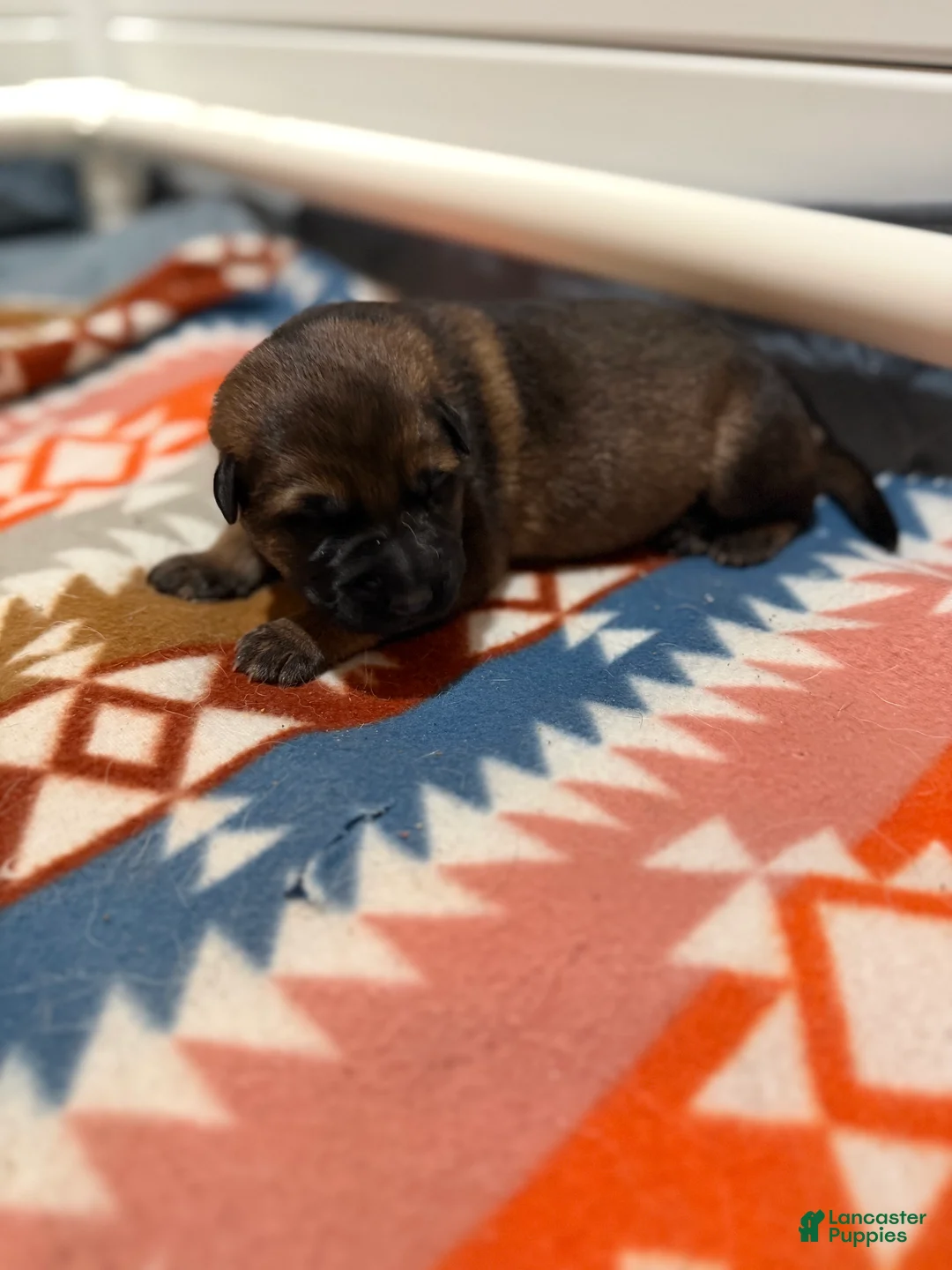 German Shepherd dogs for sale: Queen - Ad 1