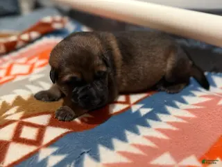 German Shepherd dogs Queen - Ad 8