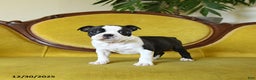 Boston Terrier dogs for sale: Dasher - Ad 8