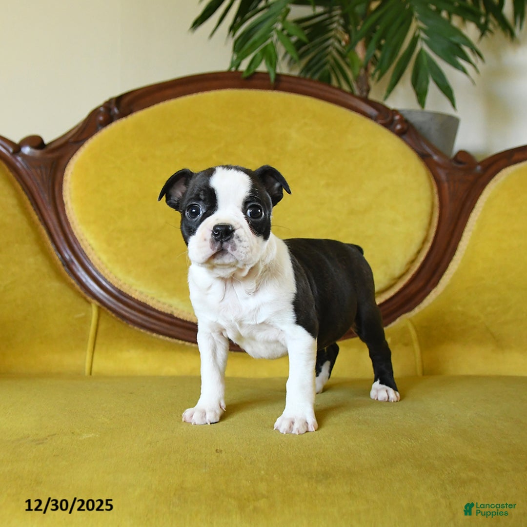 Boston Terrier dogs for sale: Dasher - Ad 8
