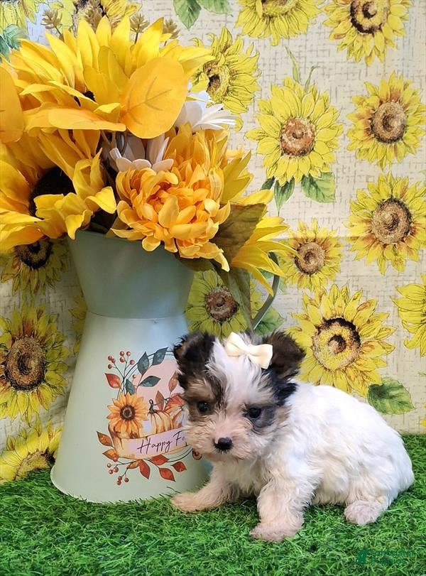 Biewer Terrier dogs for sale: Biewer Terrier 1 - Ad 8