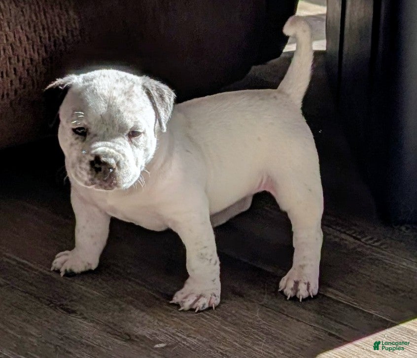 American Bully dogs American Bully Puppy 6 - Ad 6