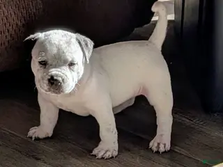 American Bully dogs American Bully Puppy 6 - Ad 7